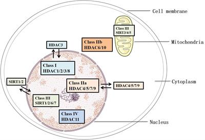 Histone Deacetylases (HDACs) and Atherosclerosis: A Mechanistic and Pharmacological Review